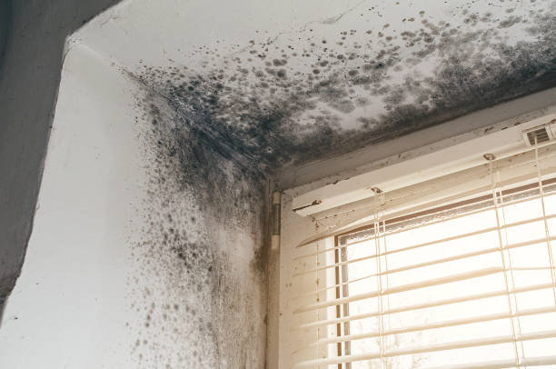 Affordable Black Mold Remediation solutions in Hastings, PA